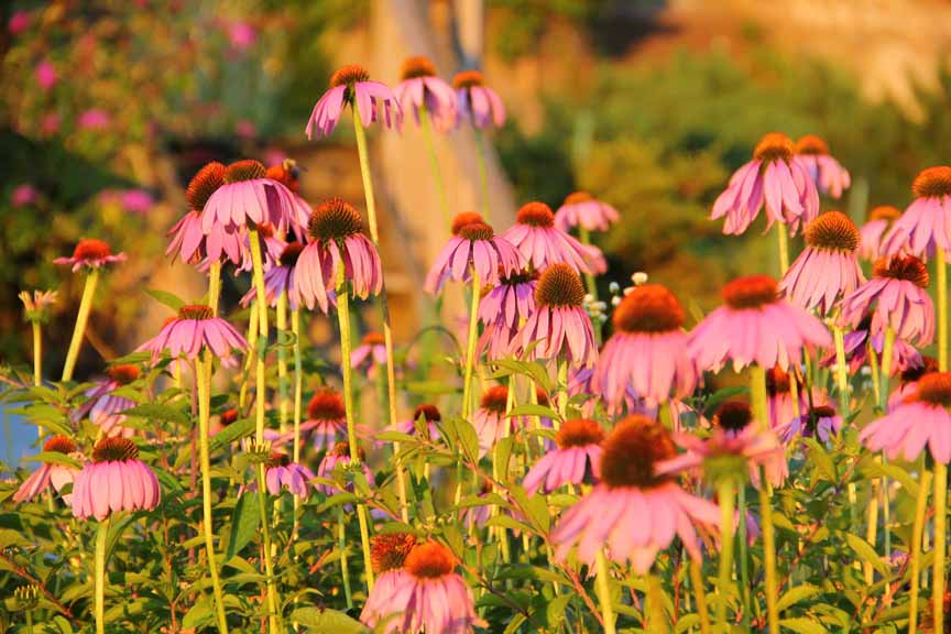 Cone flowers in my garden