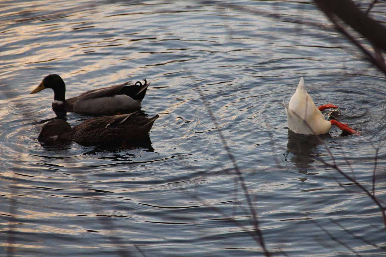 Ducks in Gordon Lake, West Milford, NJ
