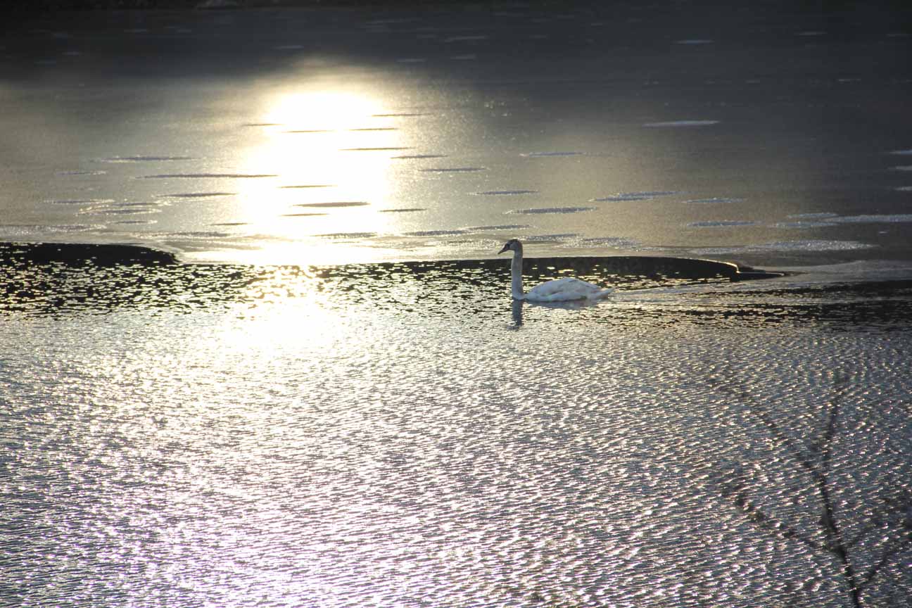 Winter Swan in Gordon Lake, West Milford, NJ