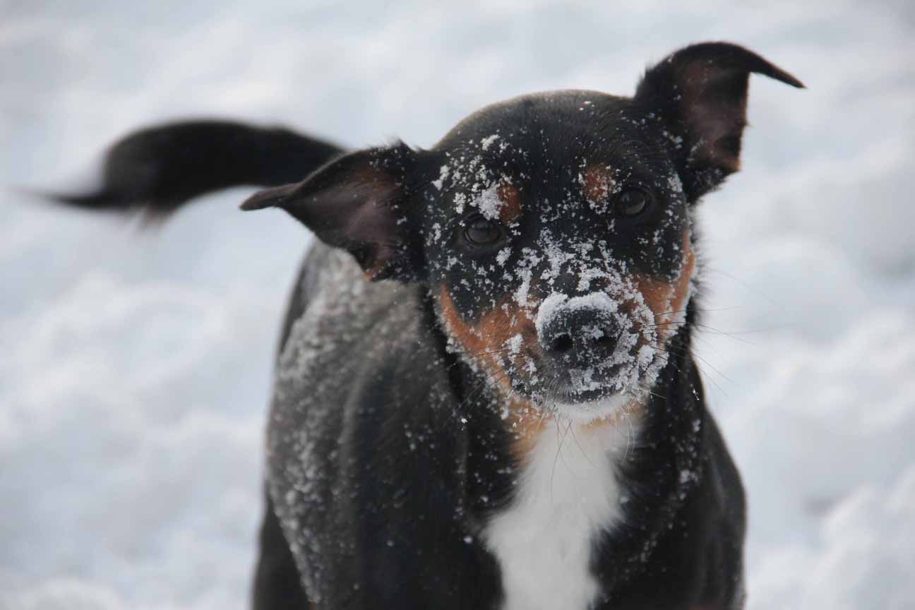 Ella Goon Nazarian in Snow