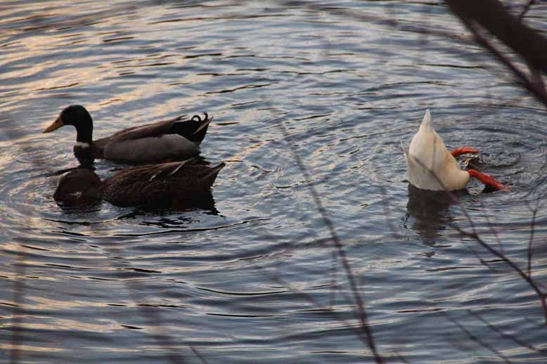 Ducks, Gordon Lake, West Milford, NJ
