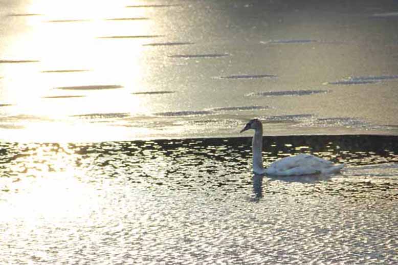 Swan in Winter, Gordon Lake, West Milford, NJ